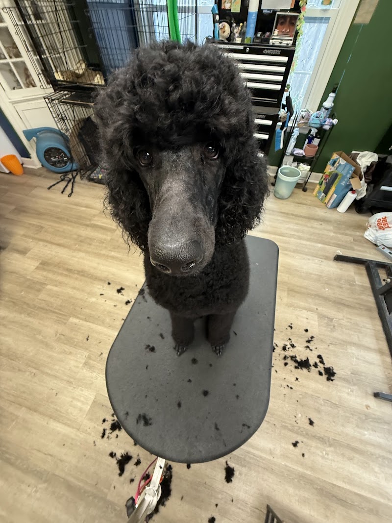 Doggy Detail photo 3