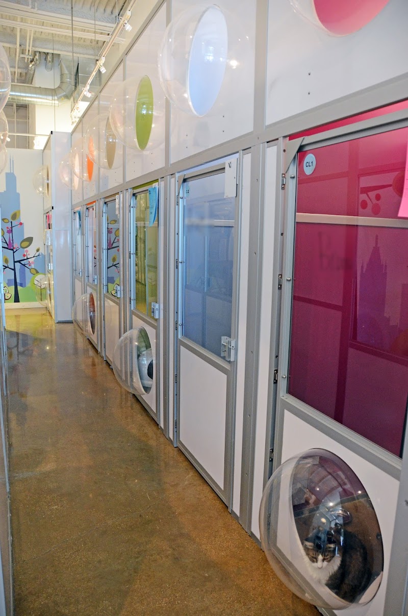 Meeow Chicago photo 2