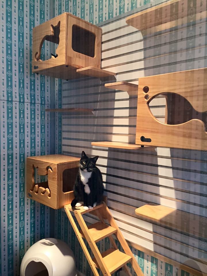 Meeow Chicago photo 3