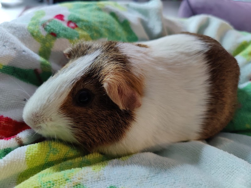 DuPage County Animal Services photo 3