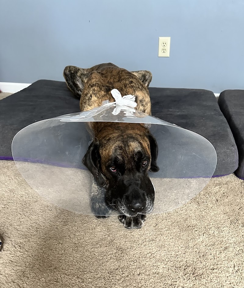 VCA Advanced Veterinary Care Center photo 2