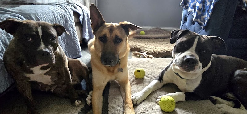 Ruby Whiskers Animal Rescue