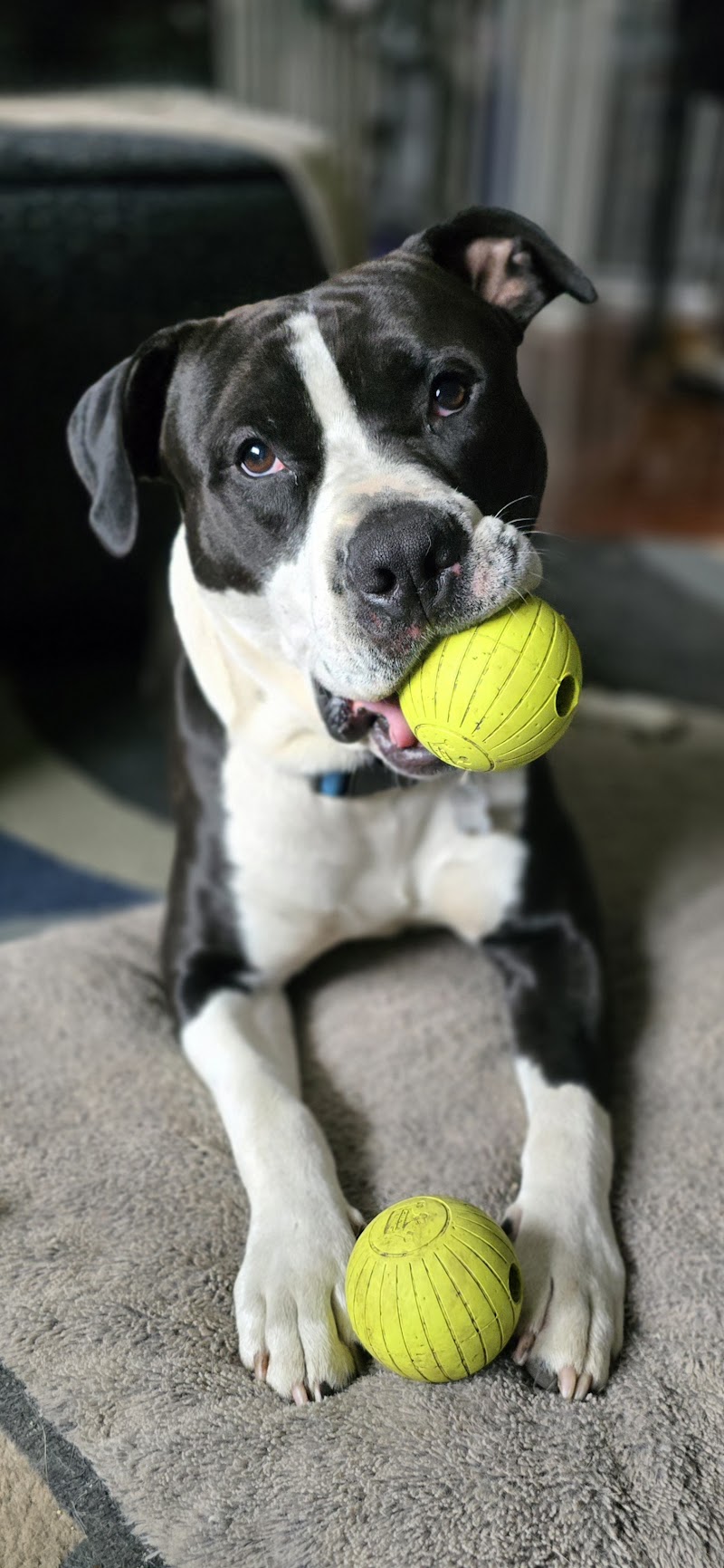 Ruby Whiskers Animal Rescue photo 2