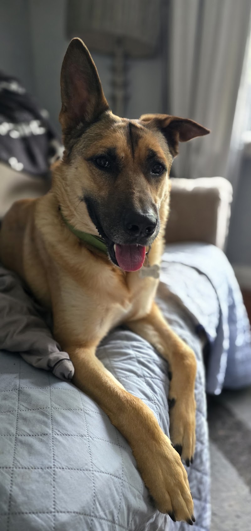 Ruby Whiskers Animal Rescue photo 3