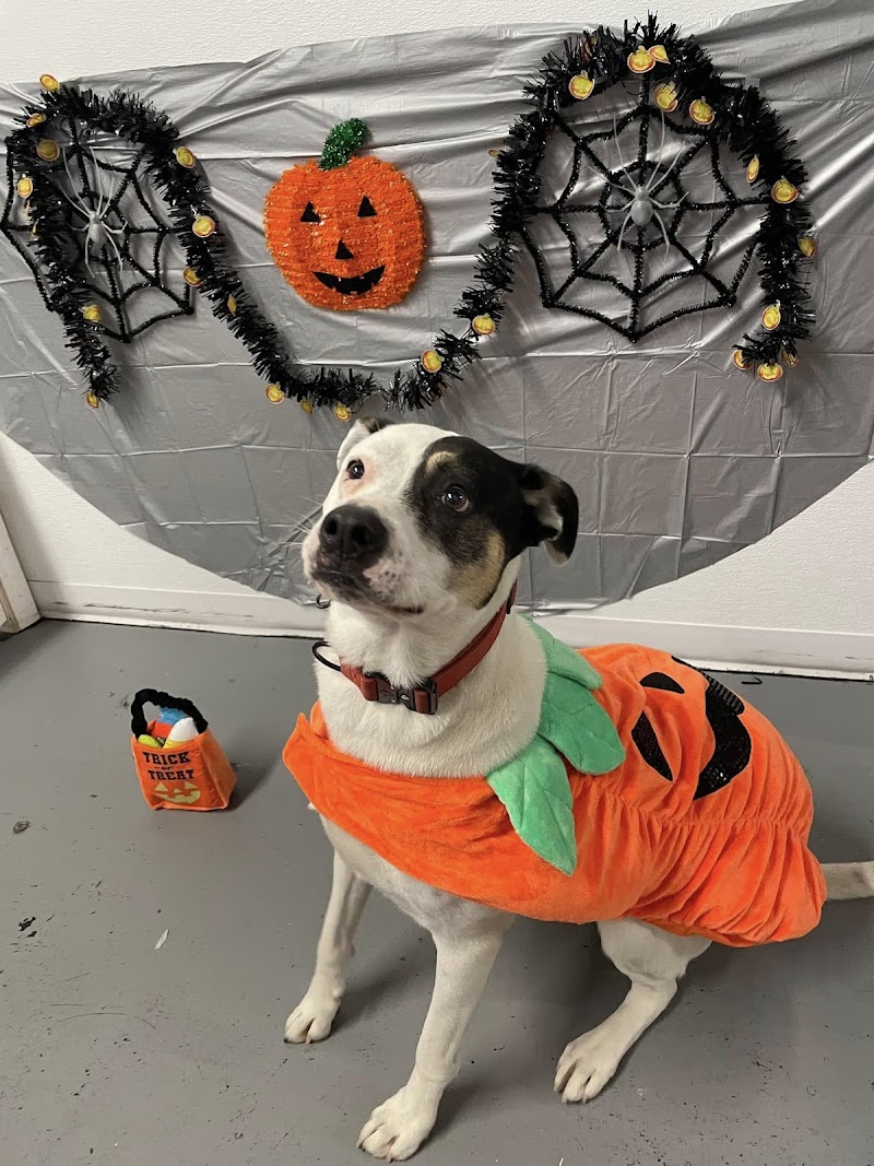 Happy Tails & Trails photo 3