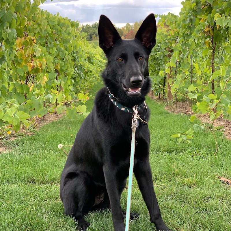 Downtown Dogs photo 2