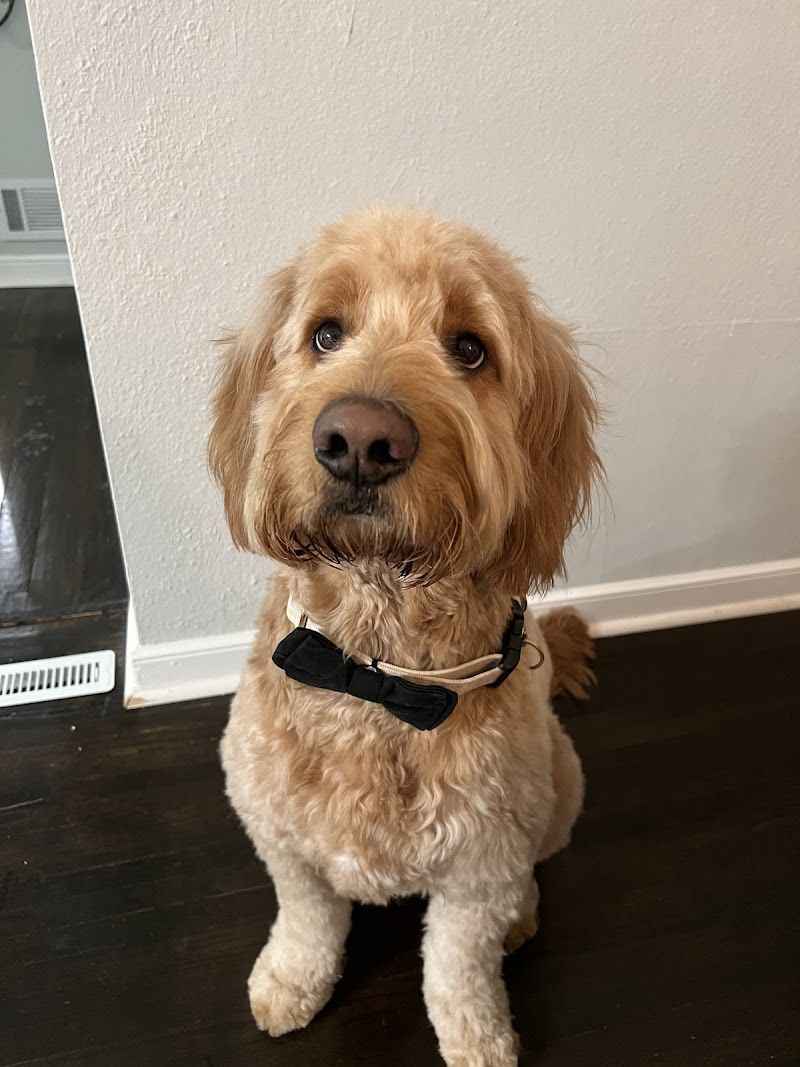 Downtown Dogs photo 3