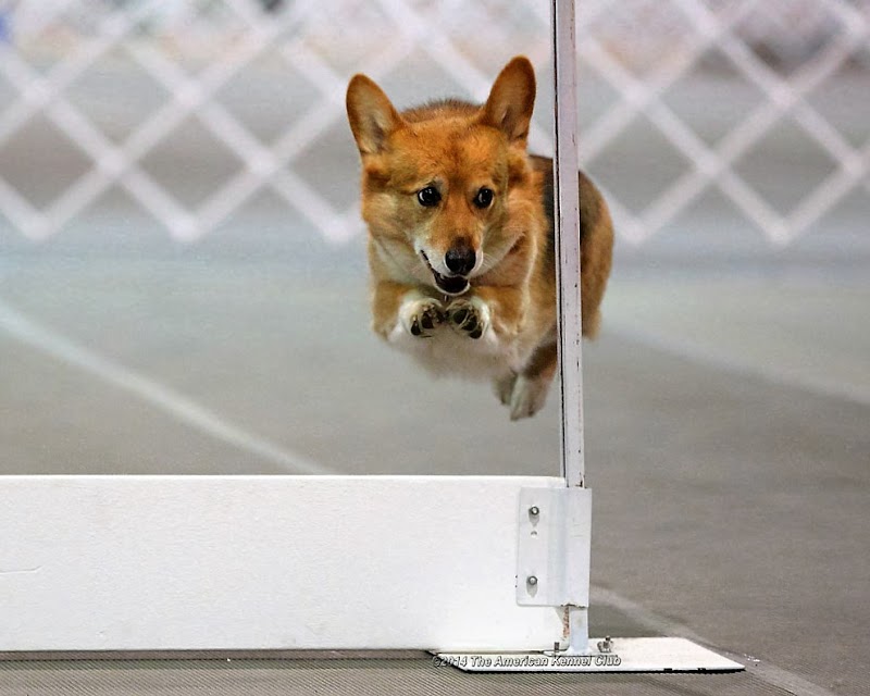 Twin Cities Obedience Training Club