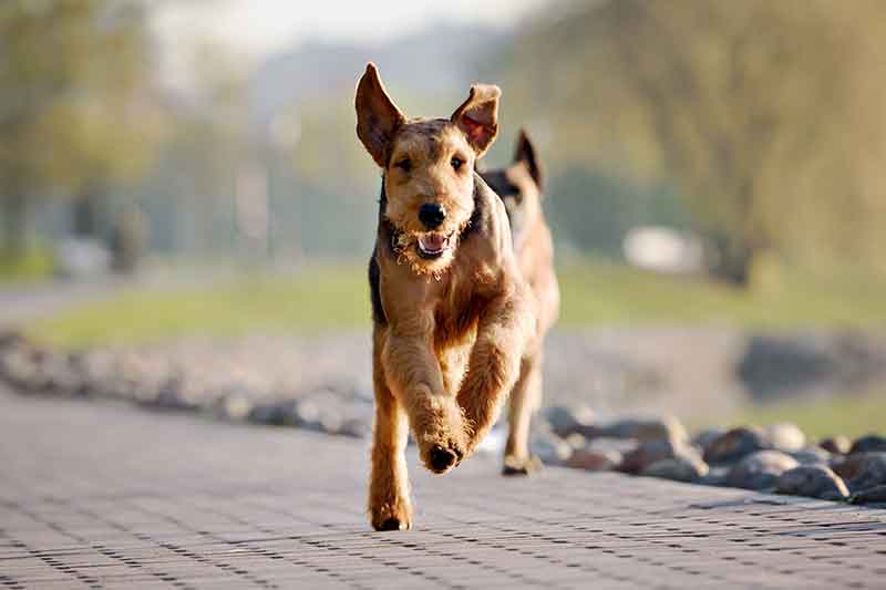 Twin Cities Obedience Training Club photo 3