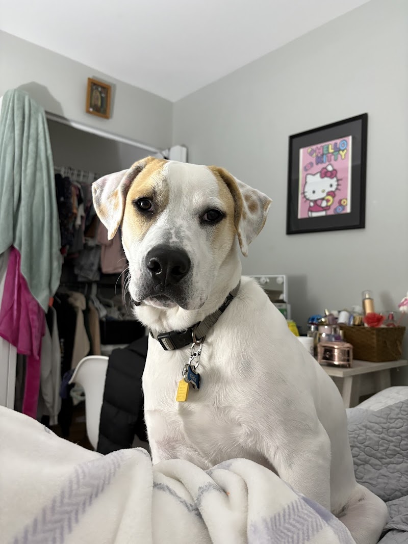 4 Paws 4 U 4 Ever photo 2