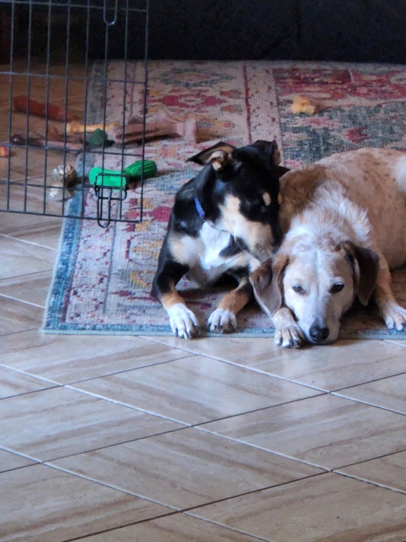 4 Paws 4 U 4 Ever photo 3