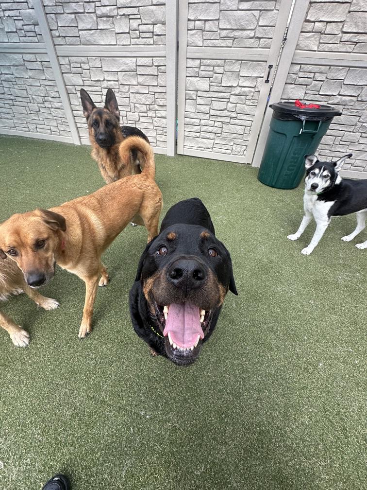 k9-5 Milwaukee photo 2