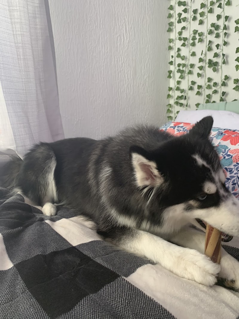 Yuppee Puppee photo 3