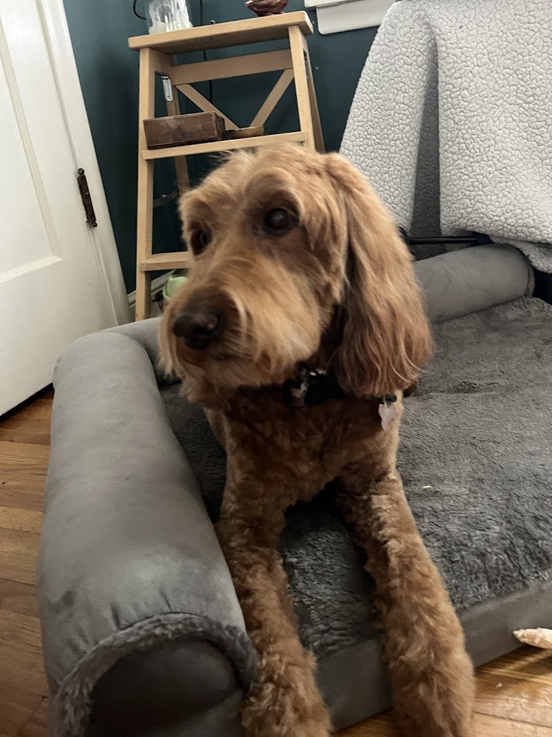 Ollu Dog Wash & Grooming Salon photo 3