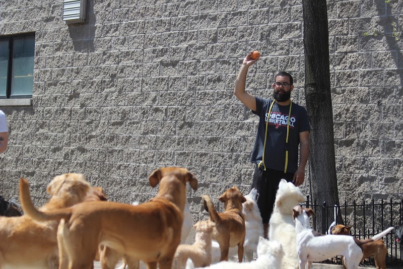 Zen Dogs Chicago