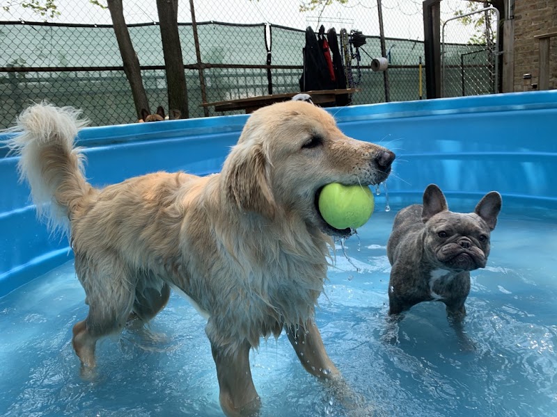 Zen Dogs Chicago photo 2