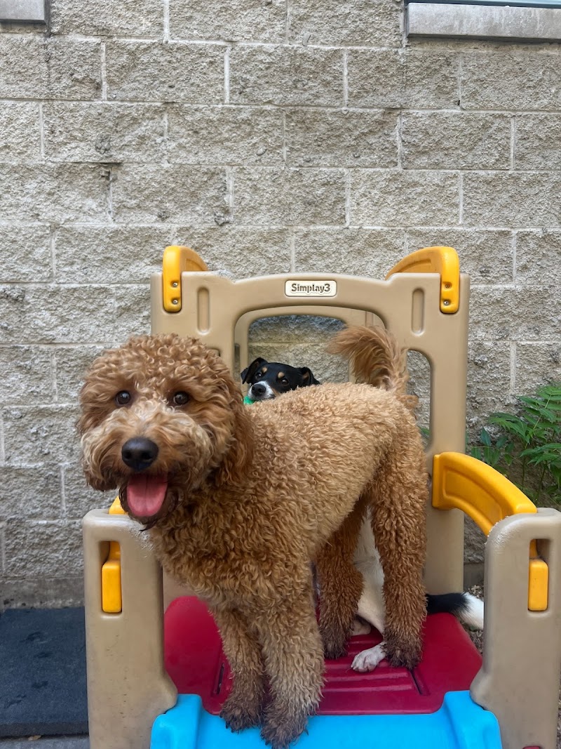 Zen Dogs Chicago photo 3