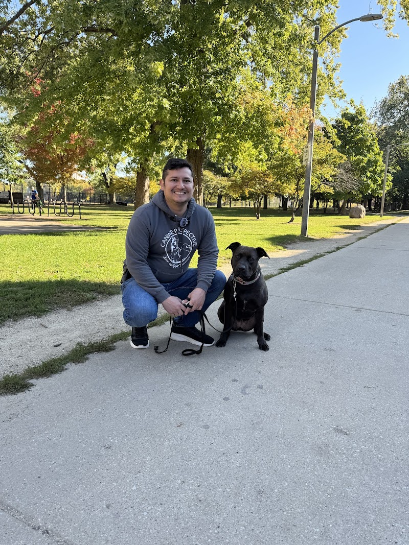 Canine Perspective photo 2