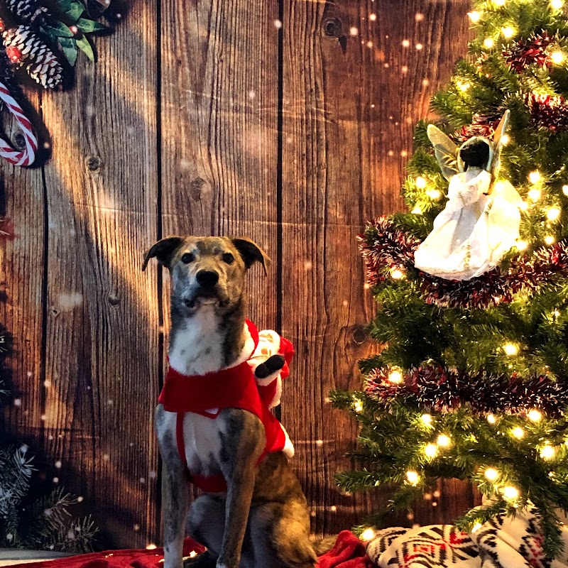 Canine Perspective photo 3