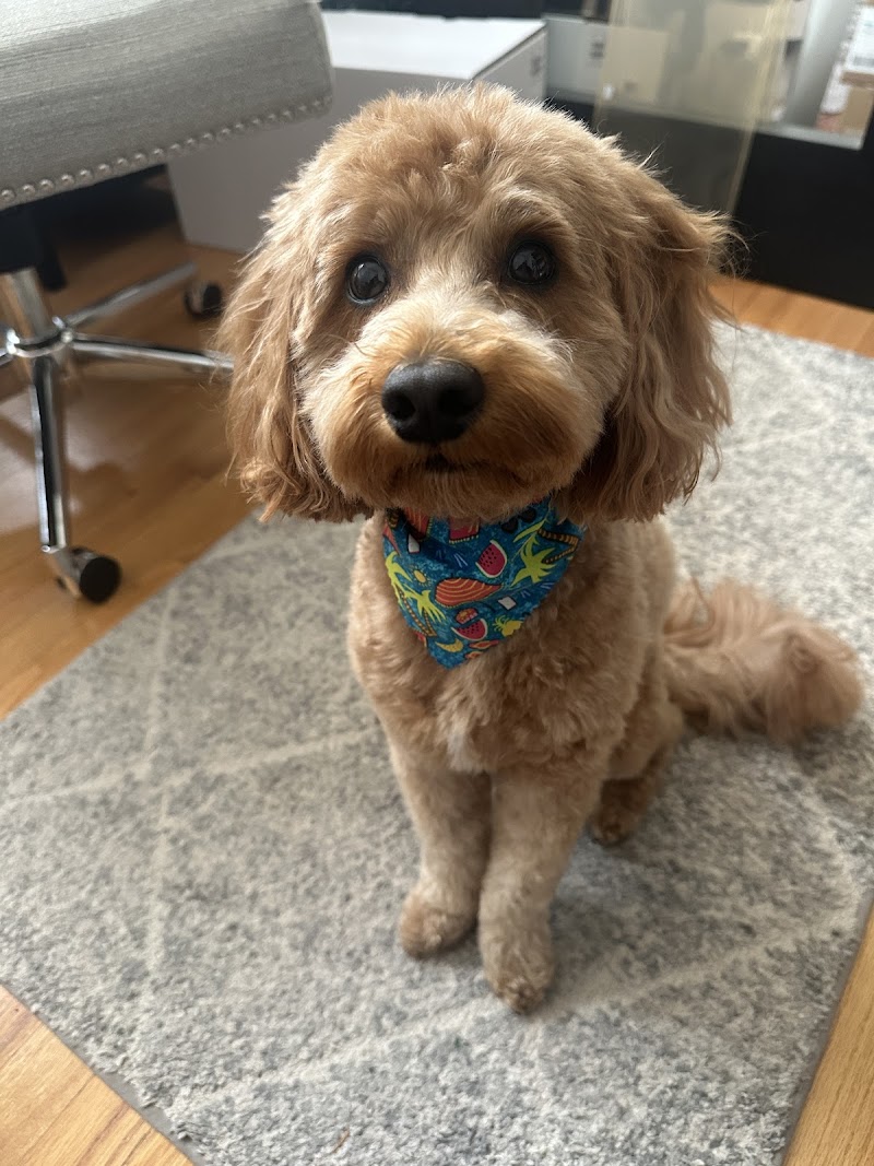 Pet Care Plus photo 2