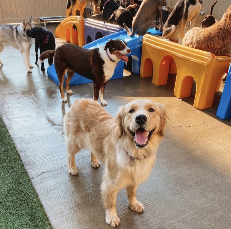 Pet Care Plus photo 3