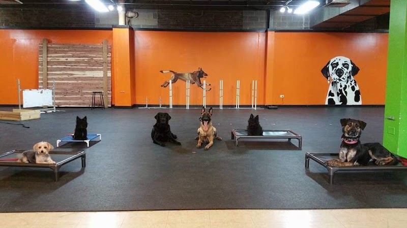 Downtown Dogs Chicago photo 2