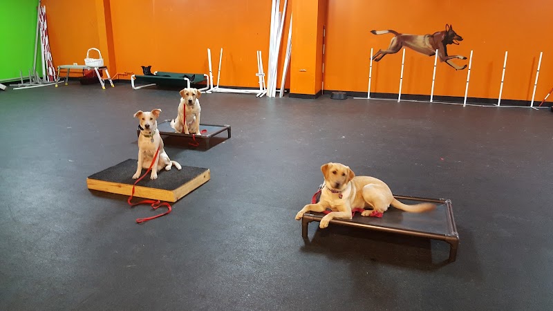 Downtown Dogs Chicago photo 3