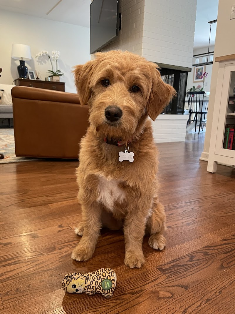 303K9 - Denver Dog Training photo 3