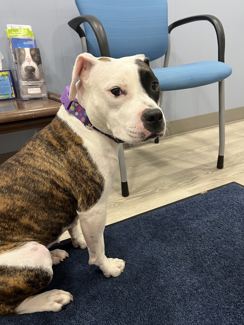 Augusta Animal Clinic photo 2