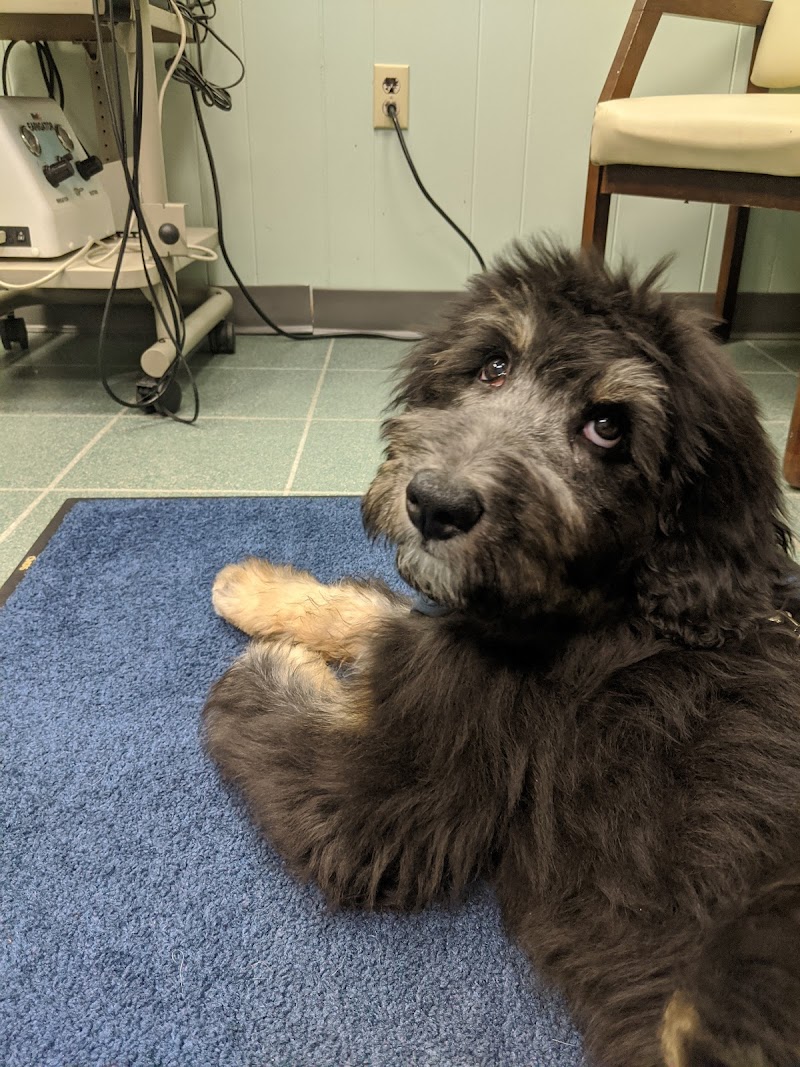 Augusta Animal Clinic photo 3