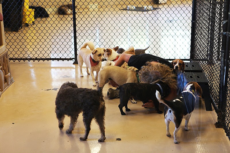 Good Dog Hotel & Spa photo 3