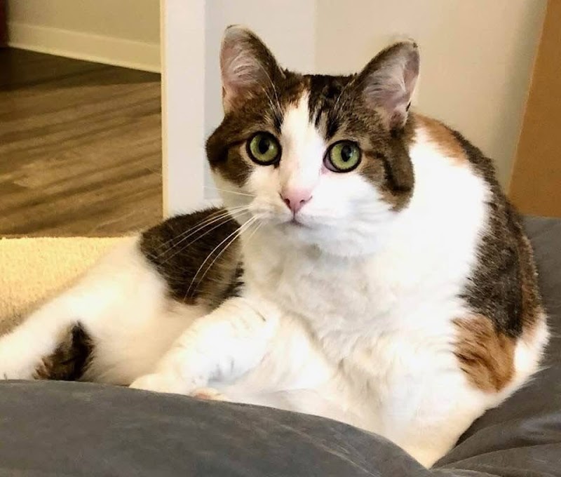 Best Friends Pet Hotel