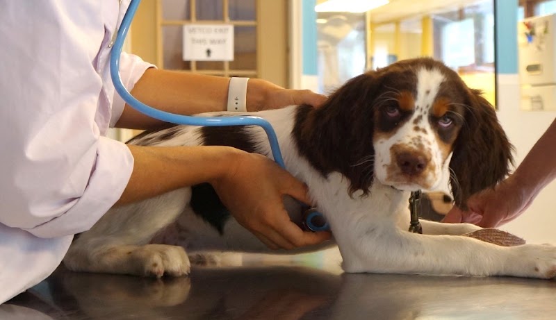 Best Friends Pet Hotel photo 3