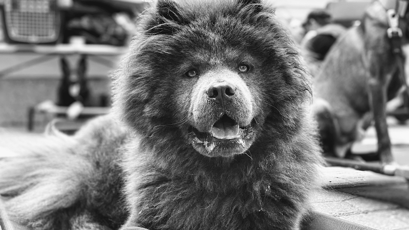 Canine Sports Dog Training