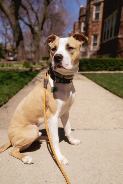 Canine Sports Dog Training photo 2