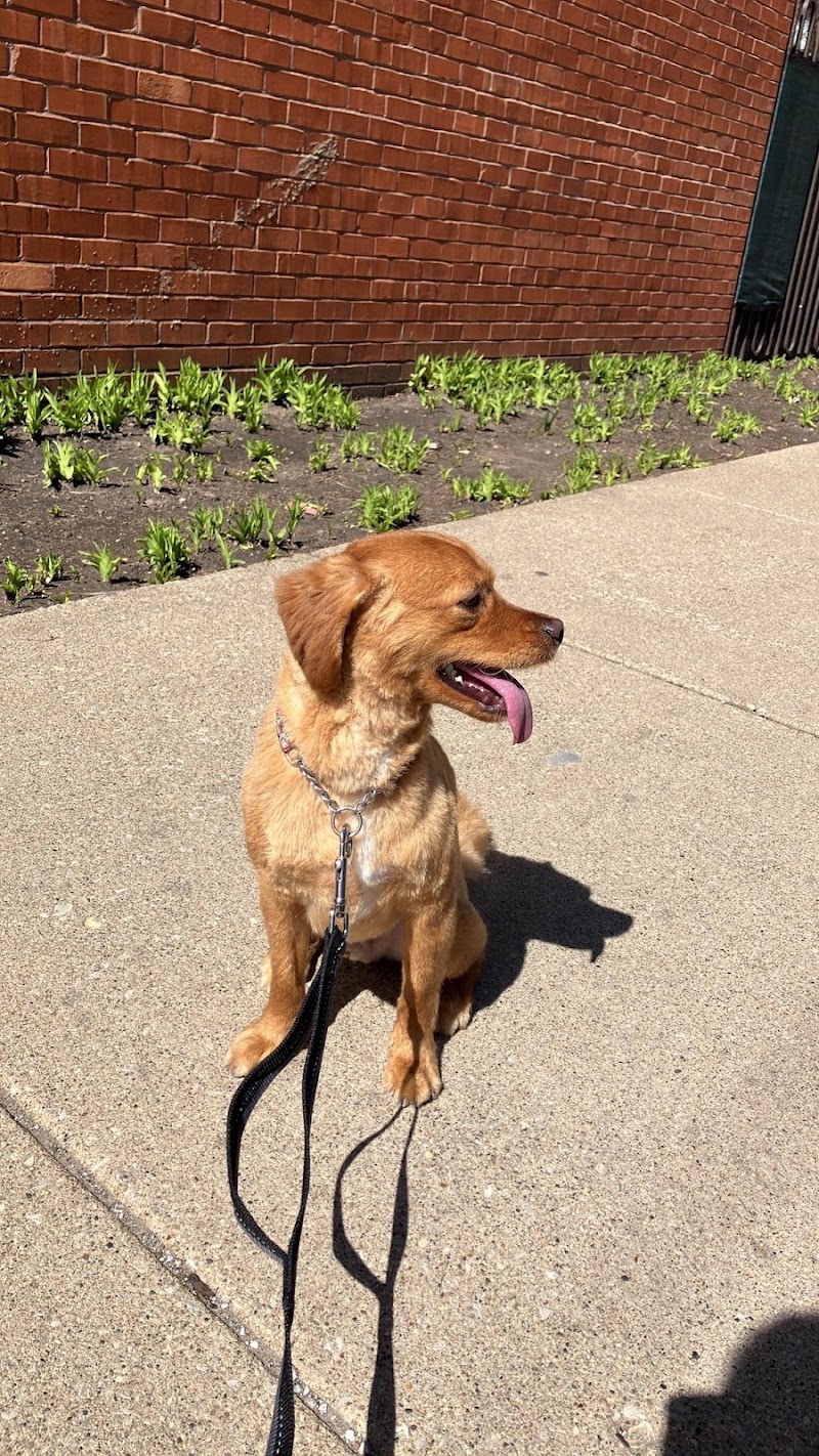 Canine Sports Dog Training photo 3