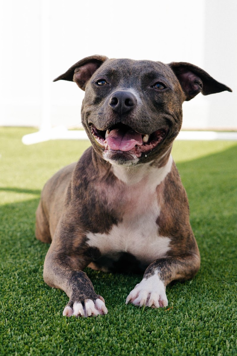 Naperville Area Humane Society photo 2