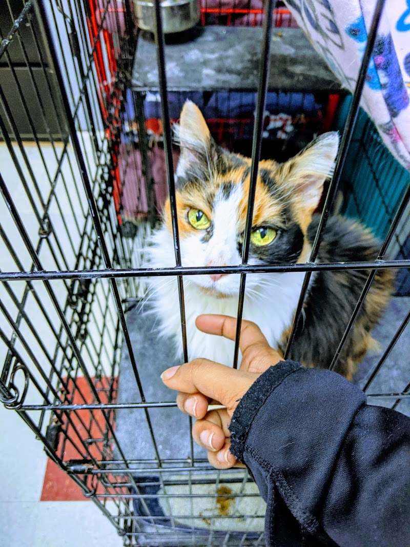 I heart dogs rescue photo 2