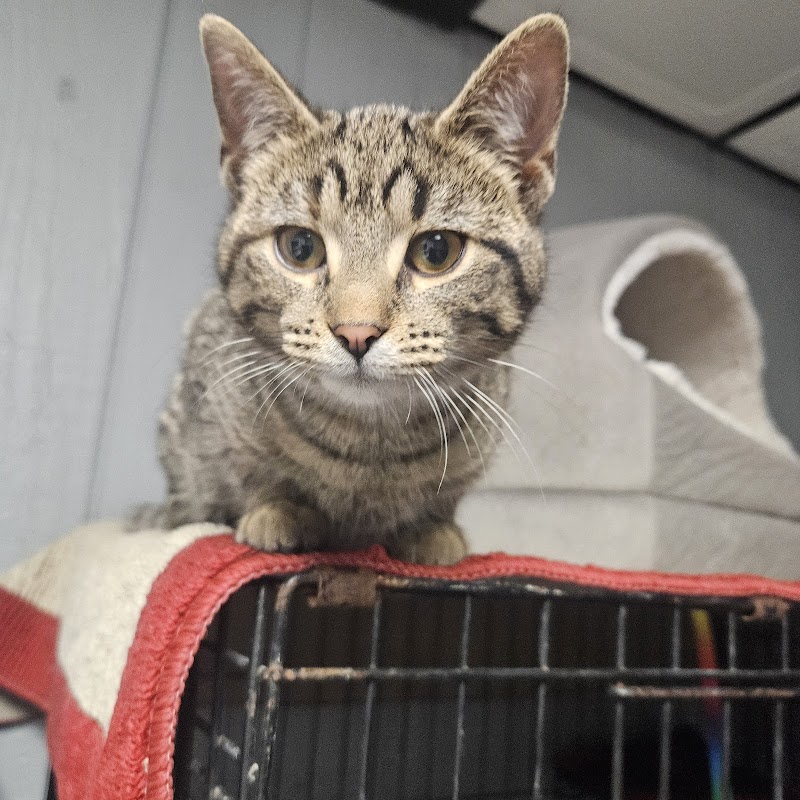 I heart dogs rescue photo 3