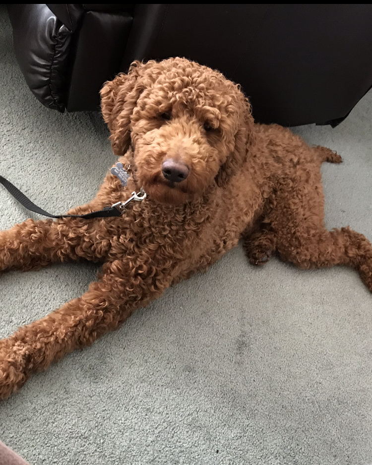 Tanglewood Kennels photo 3