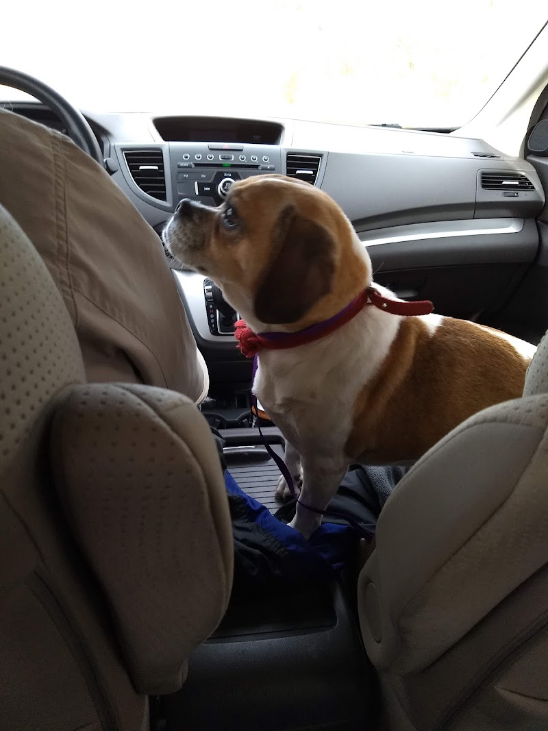 Heaven After Hell Pet Rescue photo 2