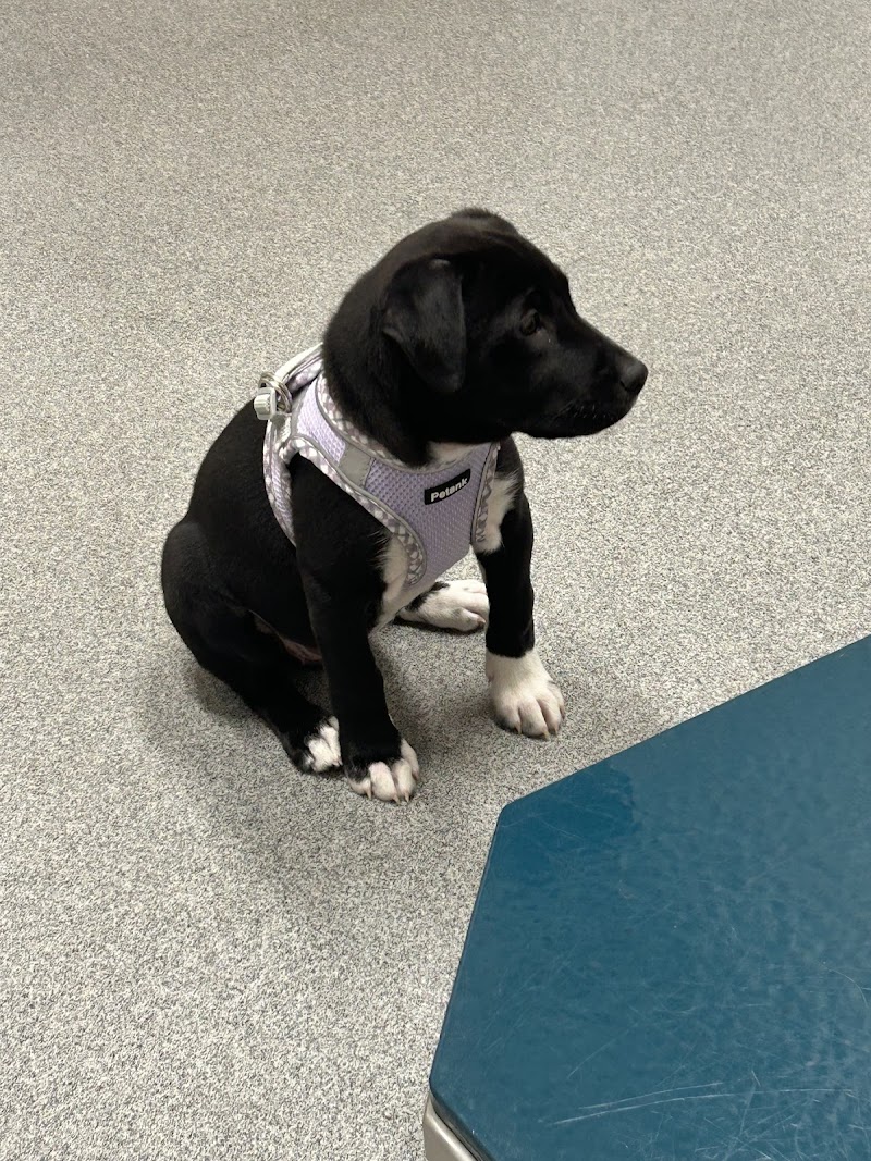 Ingalls Pet Wellness Clinic photo 2