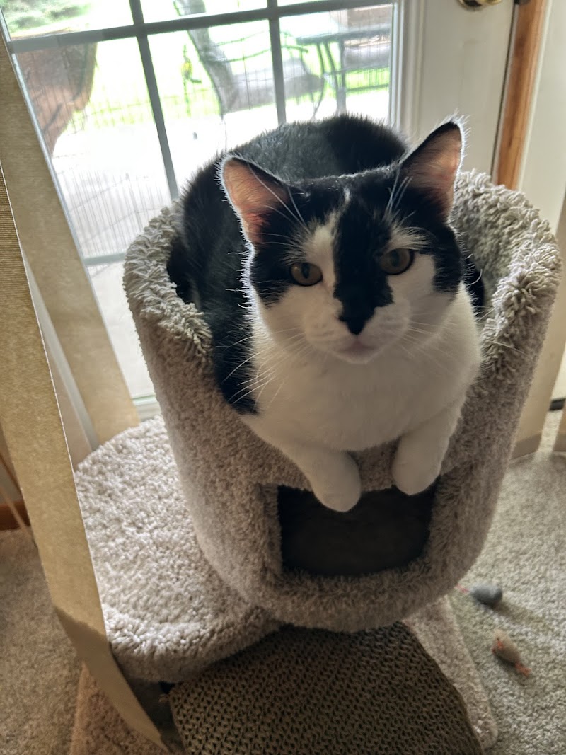 Ingalls Pet Wellness Clinic photo 3