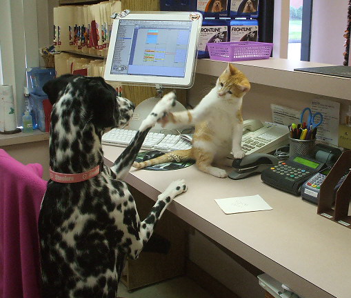 Animal Hospital of Fairview Park