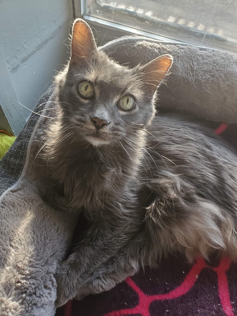 MetroPet Animal Hospital photo 2