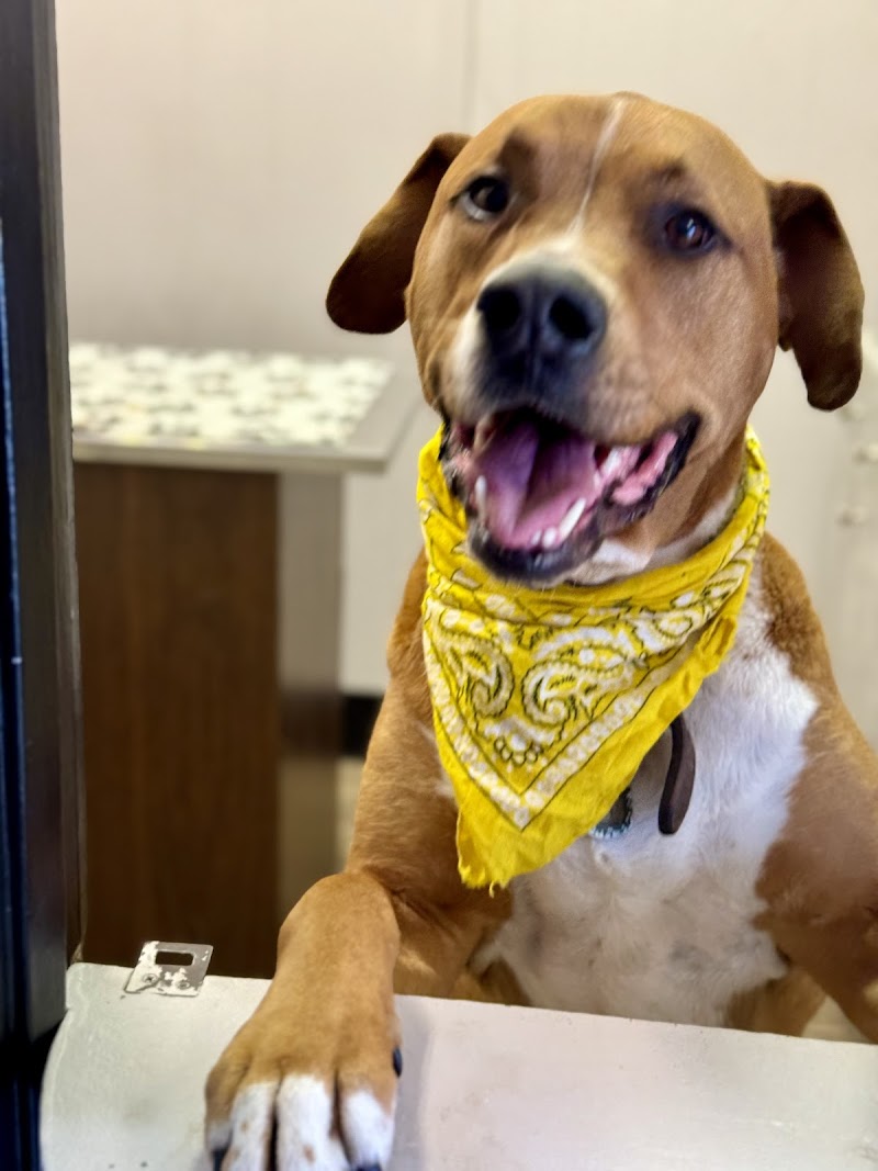 MetroPet Animal Hospital photo 3