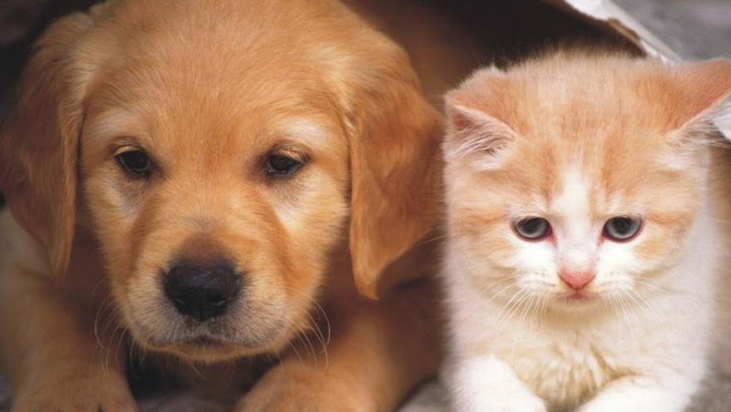 Wauwatosa Veterinary Clinic