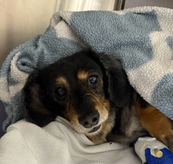 D'adamo Veterinary Hospital photo 2