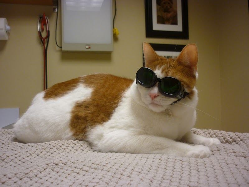 D'adamo Veterinary Hospital photo 3