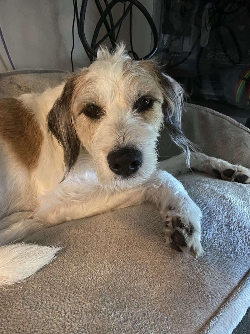 South Metro Animal Emergency Care